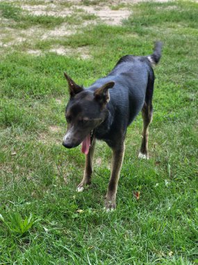 Yeşil yapraklarla çerçevelenmiş büyük pembe ortanca çiçekleri canlı yaz çiçeklerini vurguluyor..