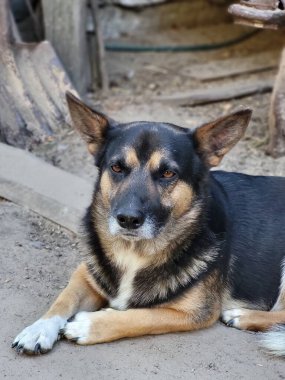 Orta ölçekli bir köpek evin yakınındaki avluda oturur ve doğrudan kameraya bakar.