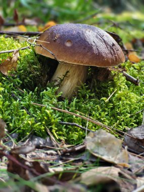 Ağaçların altındaki yosunlarda kahverengi bir mantar yetişiyor, tipik Ukrayna ormanları.