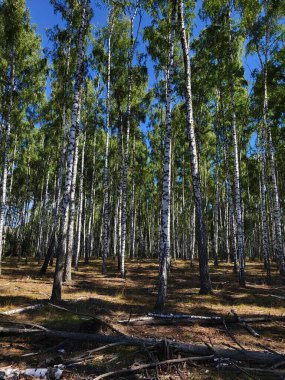 Parlak güneş ışığıyla aydınlatılan huş ağaçları ışık ve gölge arasında güzel bir zıtlık yaratır. Orman derinliği manzarası