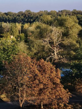 Altından ve yeşilimsi ağaçlarla dolu sık bir sonbahar ormanı arkasında parlak bir gökyüzü var.