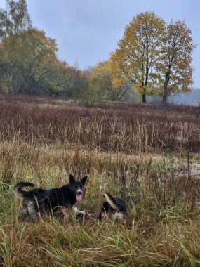 Ufukta sonbahar çimenleri ve ağaçlarıyla geniş bir arazide yürüyen iki köpek.