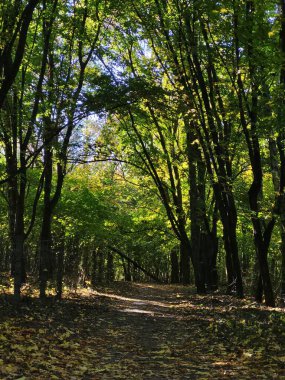 Yoğun ağaçlar bir gölgeler tüneli oluşturur. Işık yaprakların arasından geçer, rahat bir sahne yaratır..