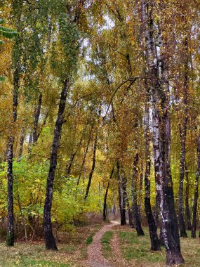 Park bölgesinde sarımsı yaprakları olan ince uzun ağaçlar. Sessizlik ve sonbahar barışı