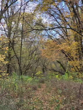 Ormanın içinde, sarı ve yeşilimsi ağaçların hala görülebildiği küçük, zar zor fark edilebilen bir patika.