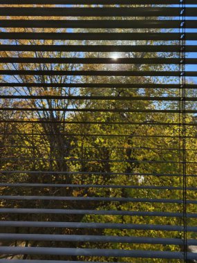 Siyah pencere perdelerinden görünen sarı yapraklı renkli sonbahar ağaçları mevsimlik rahat bir kompozisyon oluşturuyor.