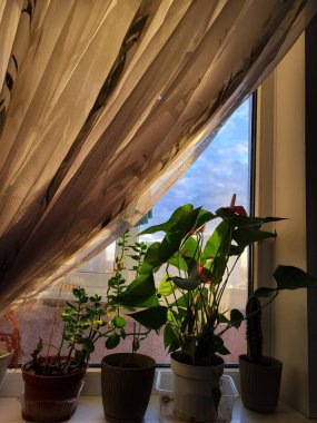 Kapalı bir pencere perdesine yakın bir yerde mavi gökyüzü manzaralı kapalı bitkiler..