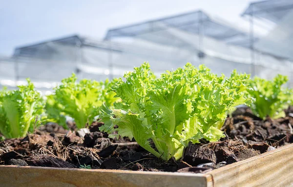 stock image Hydroponic agricultural system, organic hydroponic vegetable garden at greenhouse. Growing plants using mineral nutrient solutions.