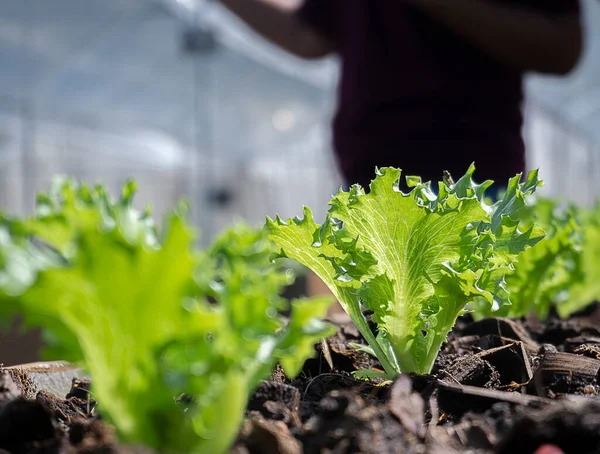 遠くの収穫のソフトイメージ温室保育園で有機野菜サラダ 有機農業ビジネスコンセプト — ストック写真