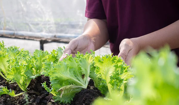 İlgili ellerde salata. Hidroponik sebze salata çiftliği. Bitki yetiştirmek için hidrofonik metodu. Kadın bahçıvan serada hidrofonik kreş kaplarında çalışıyor..