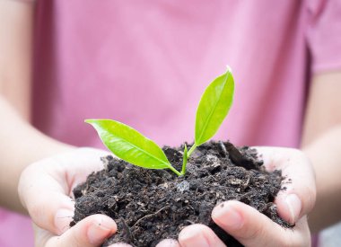 Ekmek için genç bitkileri tutan elleri kapatın. Dünya Çevre Günü kavramı. İki elinde küçük ağaçlar tutan bir kız..