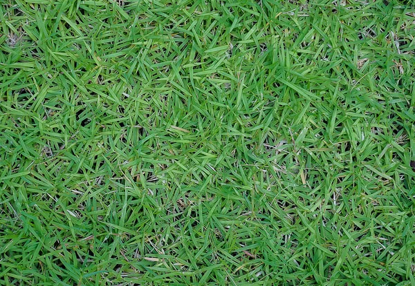 stock image Close up of green grass texture from a field , Green background