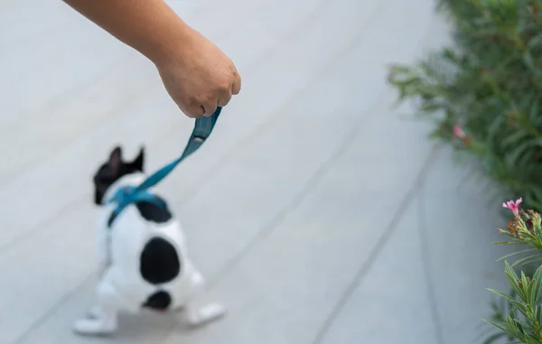 Seçici odaklanma. Bir kadın köpek tasması tutarken beyaz bir Fransız bulldog bahçe parkındaki yolda kaka yapıyor..