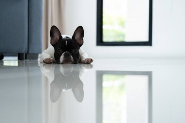 Oturma odasında yerde uyuyan siyah beyaz bir buldog. Pencereden süzülen güneş çok rahat ve sakin..