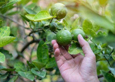 Ağaçtaki yeşil limonlar, limon, organik sebze çiftliğindeki yapraklı taze meyvelerden elde meyve toplamaktır..