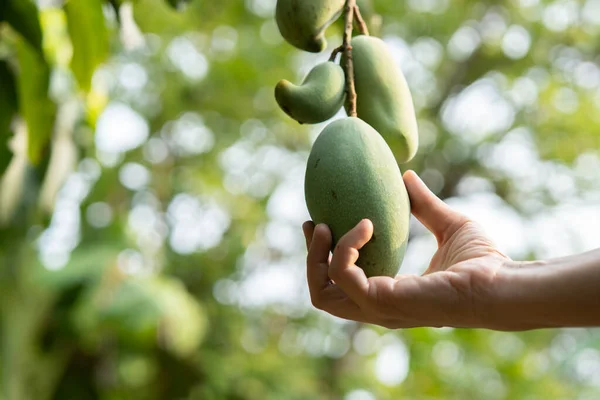 Bahçede mango tutan bahçıvanın elinin yan görüntüsü organik tarlasında mango meyvelerinin kalitesini kontrol ediyor. Tayland 'da ekonomik mahsul. Yaz meyvesi.