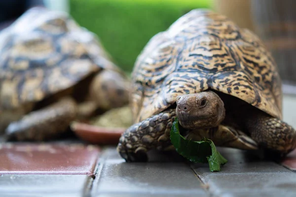 Geochelone sulcata, Sulcata kaplumbağası, Afrika mahmuzlanmış kaplumbağa yerde yürüyor, hayvan koruma ve ekosistem konseptini koruyor..