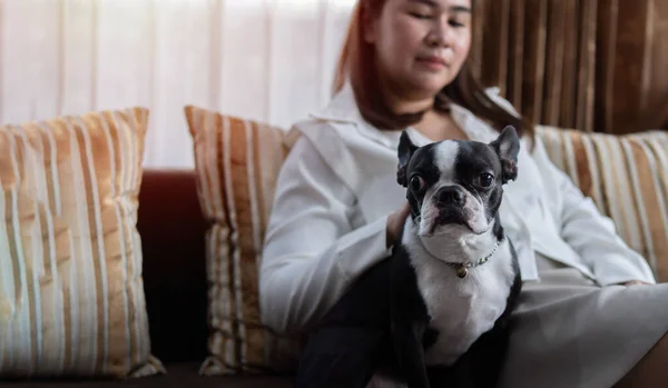 Portrait of happy young adult in good mood at home. Happy housewife fondling boston terrier with pleasure. Copy space, family concept. Indoor portrait of smiling woman with dog on brown sofa in the livingroom.