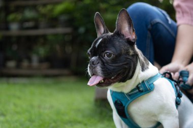 Sahibi olan küçük Fransız bulldog güneşli bir günde parkta oynayıp eğleniyor. Seçici odak.