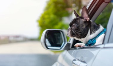 Sevimli, küçük, aktif, akıllı köpek Fransız Bulldog arabada ve yolculuğa hazır. Araba konseptinde köpek.
