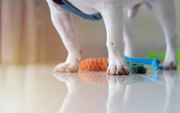 Cropped image of Adorable dog legs and cotton dog toys, Close up of French bulldog legs standing or waiting to go to play outsite. Selective focus.