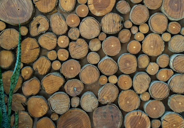 树干的横截面 木材背景 原木树干堆 伐木木材业 砍伐树木的装饰 — 图库照片