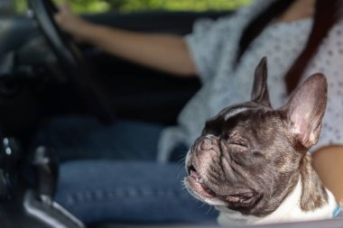 Siyah ve beyaz Fransız boğa köpeği. Gözleri bulanık. Arabanın arka planında araba kullanıyor. Komik yüz konsepti.