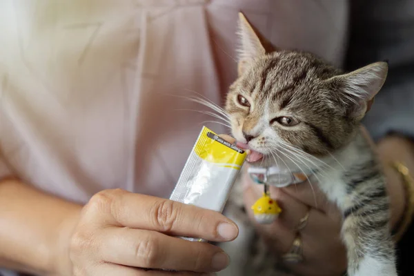 Yakından çekilen beyaz ve kahverengi kedi yavrusu rahat rahat oturup kedi jölesi yerken insan sahibinin rahat koltukta yemek yemesi..