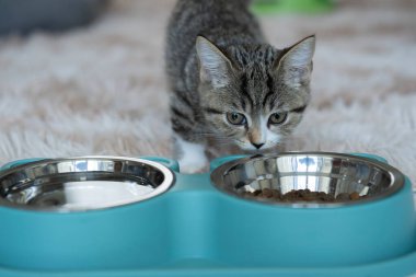 Metal bir kasede yemek yiyen güzel gri cüce kedinin seçici odağı. Evcil hayvanlara bakıyorum. Sevimli evcil hayvan..