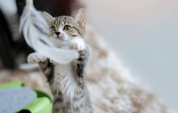Şirin yavru tekir kedi yavrusu evdeki yumuşak halıda tüy oyuncağı oynuyor. Kedi oyunu konsepti.