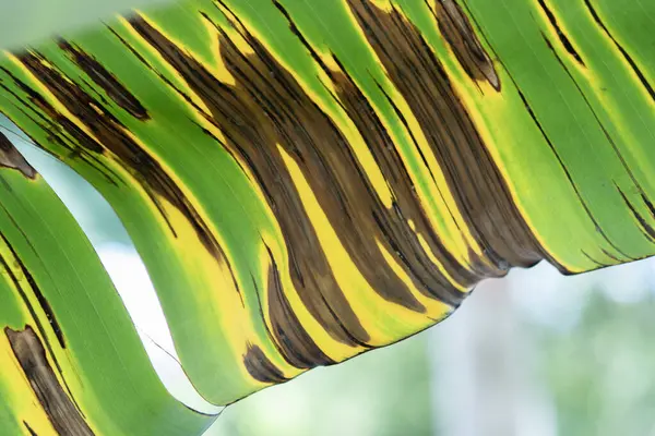 緑のバナナの葉光を背景にテクスチャ 熱帯バナナの葉の質感 大きなヤシの葉の性質 — ストック写真
