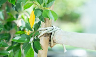 Doğanın arka planına yan bir perspektiften bakan bir iple bağlanmış tahta direklerin kesilmiş görüntüsü. Seçici odak, boşluğu kopyala.