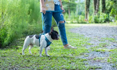 İlkbaharda, güzel Fransız bulldoguyla birlikte doğal bir parkta duran çekici genç bir kadının yan görüntüsü..
