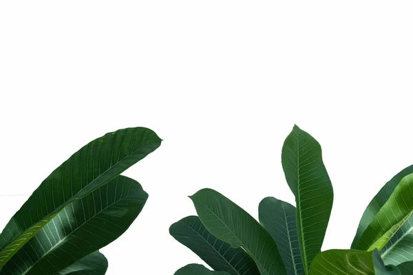 Grupo Grandes Folhas Verdes Palmeira Exótica Luz Solar Fundo Branco — Fotografia de Stock