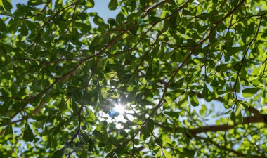 Yeşil orman. Yeşil yaprakları ve güneş ışığı olan ağaç. Alt görünüm arkaplanı. Yazın bir ağaç ormanına bakıyorum..