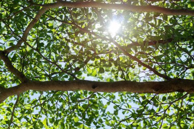 Aşağıdan, dallarla dolu bereketli bir ağaca bak. Güneş parıldarken bir sürü yaprağı var. Yaprak damarları görünür.