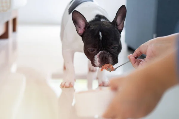 Bir tabak et uzatır ve evdeki aç bir Fransız bulldoguna çiğ yemek yedirir. Köpeğe seçici odaklanma.