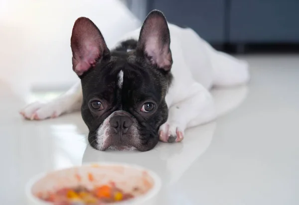 Portrait of sad or sick French bulldog get bored of food. French bulldog laying down by the bowl of dog food and ignoring it. Pet\'s health and behavior concept.