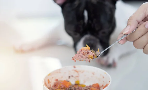 Seçici odak noktası, sahibinin köpeğini kendi elleriyle besleyen kadının tabağından çiğ et yiyeceği..