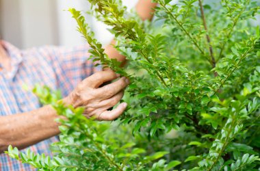 Yaşlı adam ellerinin kapağını kapat bahçesindeki ağaçlarla ilgilen. Uzayı kopyala Tanınmayan kişi