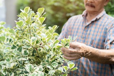Asyalı yaşlı bir adamın kırpılmış görüntüsü bir evde emeklilikten sonra bir hobi olarak ağaçları buduyor ya da onlarla ilgileniyor. Mutlu bir yaşam tarzı ve yaşlılar için sağlıklı yaşam kavramı.