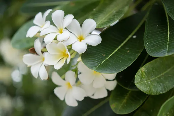 Fehér Sárga Pluméria Virágok Virágoznak Fán Puha Napfény Virágzó Egzotikus — Stock Fotó