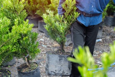 Çiçek tutan bir adamın kırpılmış görüntüsü, ağaç kabı ve bitki bakım odasında çalışırken damlama sulama sistemini ayarlayan bir adam. Bahçıvanlık, meslek ve insan konsepti.