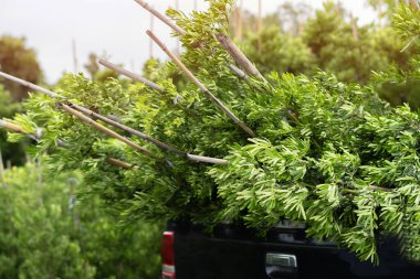 Birçok küçük raket yapraklı çam ağaçları bir müşterinin arabasına yüklenir. Bahçe konsepti.