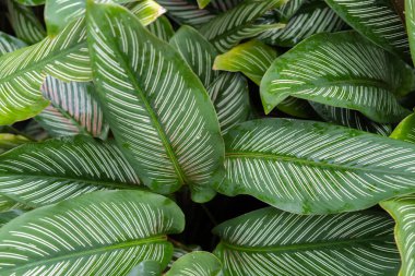 Seçici odaklanma. Bahçe dekorasyonu olarak Dieffenbachia seguine bitkisinin yeşil yaprak arka planı.