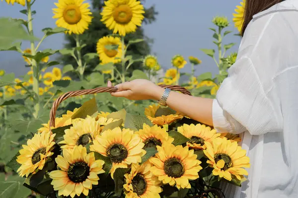 Beautiful sunflowers in the basket in woman hands in warm sunset light in summer meadow. Back view, selective focus.