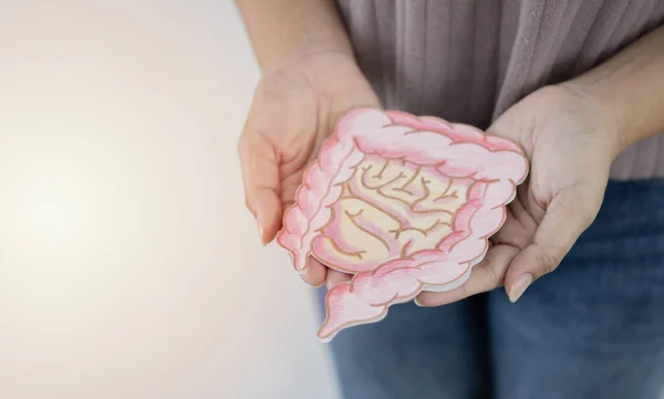 Selective focus of hands holding intestine shape over white background with copy space. Healthy bowel degestion, probiotics and prebotics for gut health, colon, gastric, stomach cancer concept