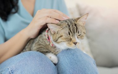 Evcil tüylü tekir kedi genç kızın kucağında uyuyor. Evcil hayvanlara bakmak ve bakmak. Seçici odak.