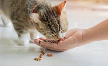 Elinde kuru kedi maması olan isimsiz bir kadından sevimli bir kedi yavrusuna. Seçici odak.