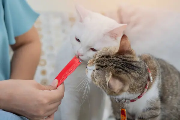 Sahibi kadın kanepede oturuyor ve sevimli kedilerine sıvı ikram ediyor. Kedi yiyorum. Islak Kedi Yemeği.